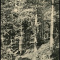 3. Το δάσος τού Μεγάλου Σπηλαίου (η κάρτα είναι ταχυδρομημένη το 1903)